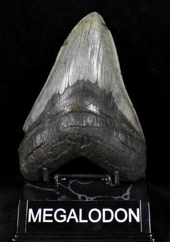 Serrated Megalodon Tooth - South Carolina #21225
